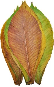마로니에잎/큰잎
